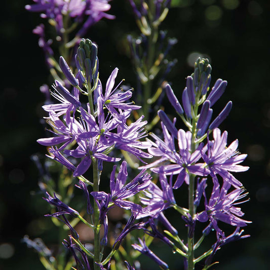 Camassia leichtlinii 'Caerulea' - Königliche Gartenakademie
