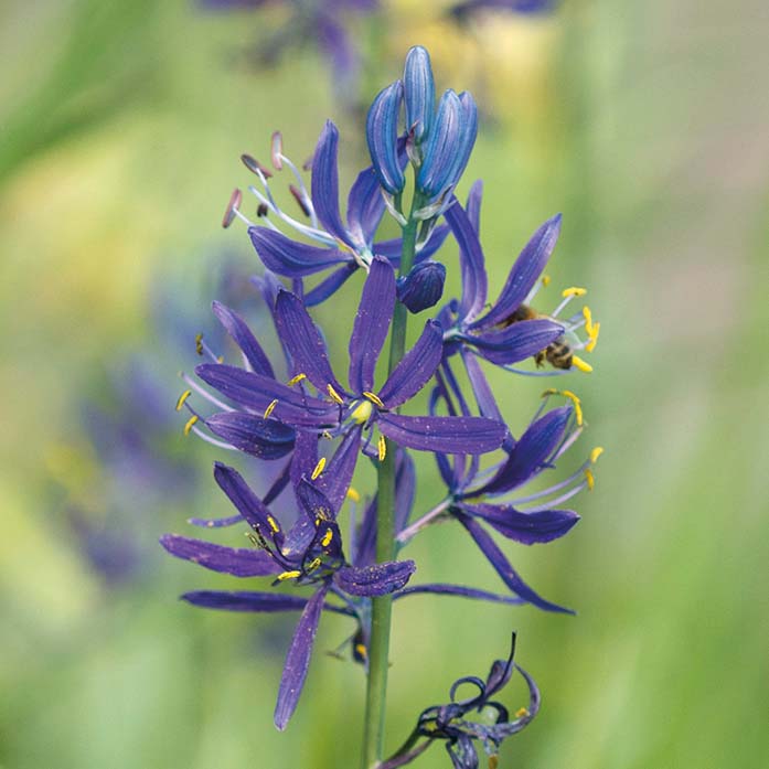 Camassia quamash - Königliche Gartenakademie
