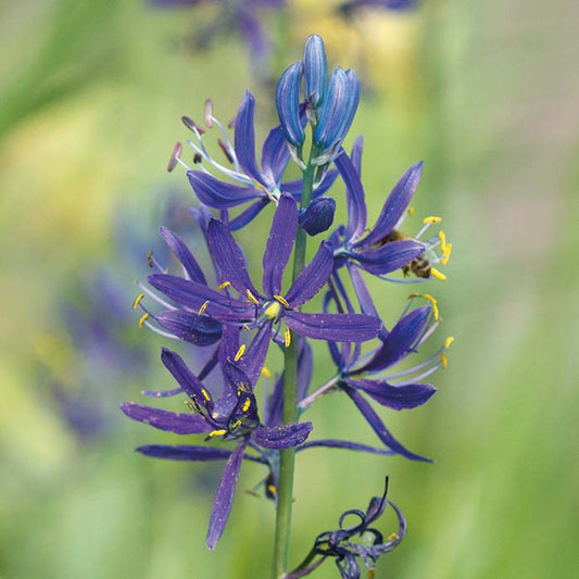 Camassia quamash - Königliche Gartenakademie