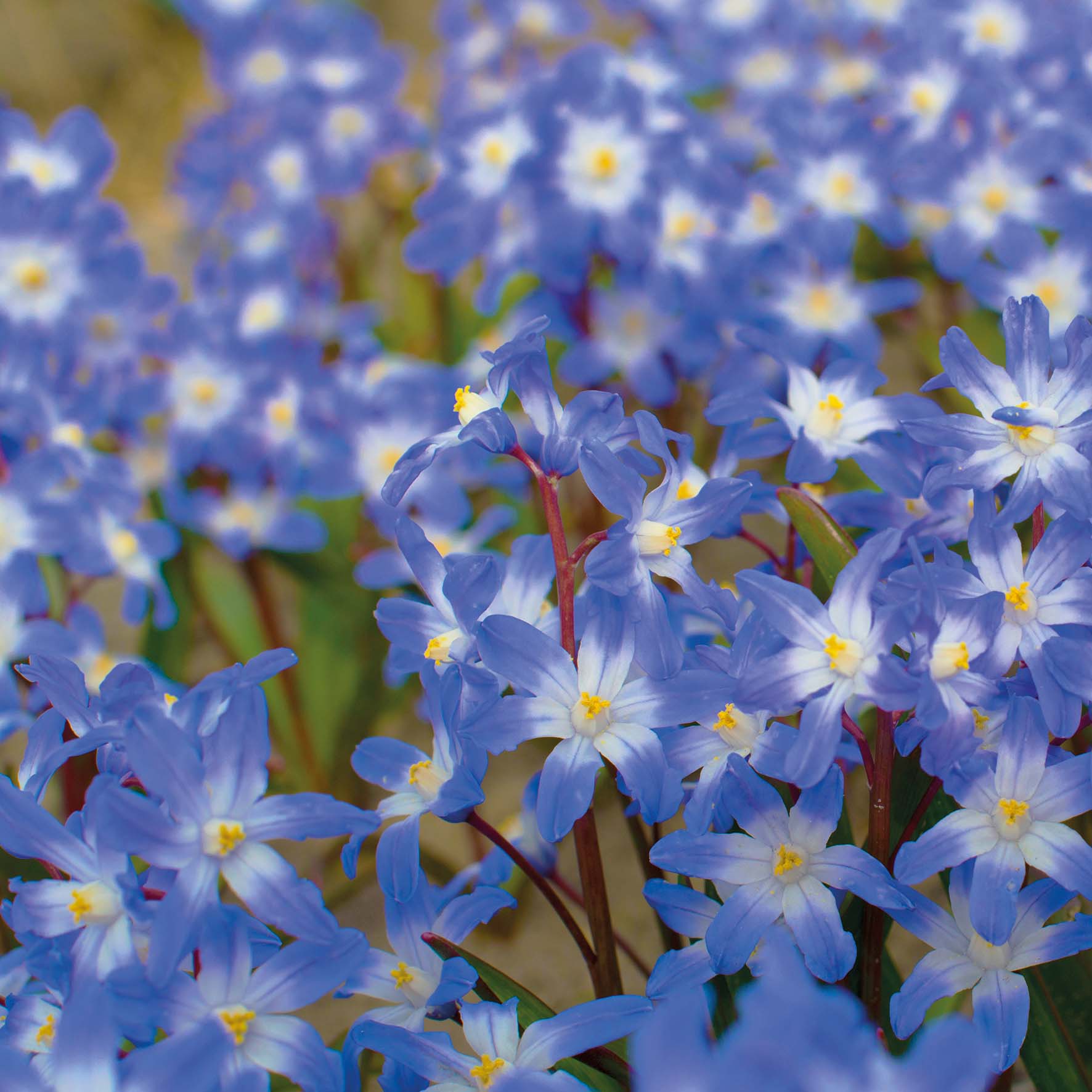 Chionodoxa forbesii - Königliche Gartenakademie
