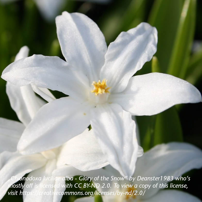 Chionodoxa luciliae Alba - Königliche Gartenakademie
