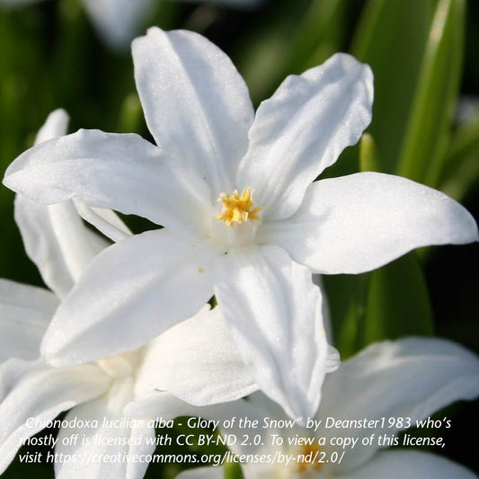 Chionodoxa luciliae Alba - Königliche Gartenakademie