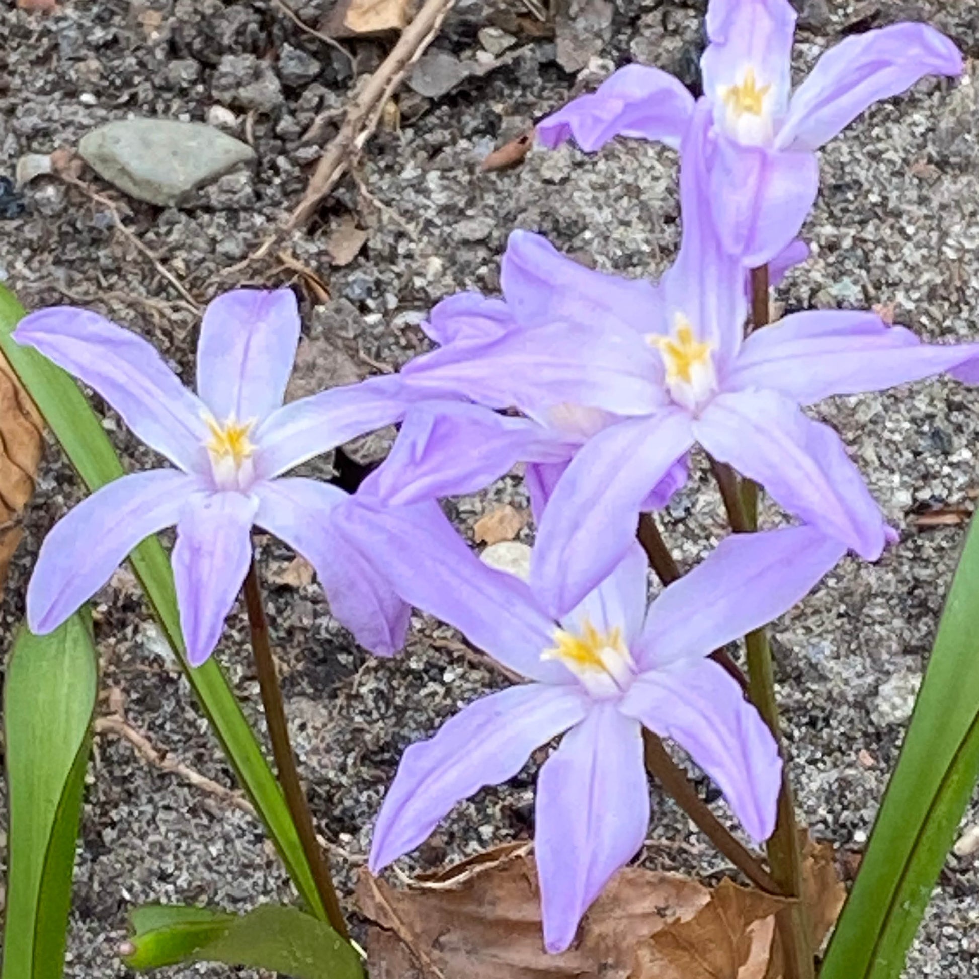 Chionodoxa luciliae 'Violet Beauty' - Königliche Gartenakademie