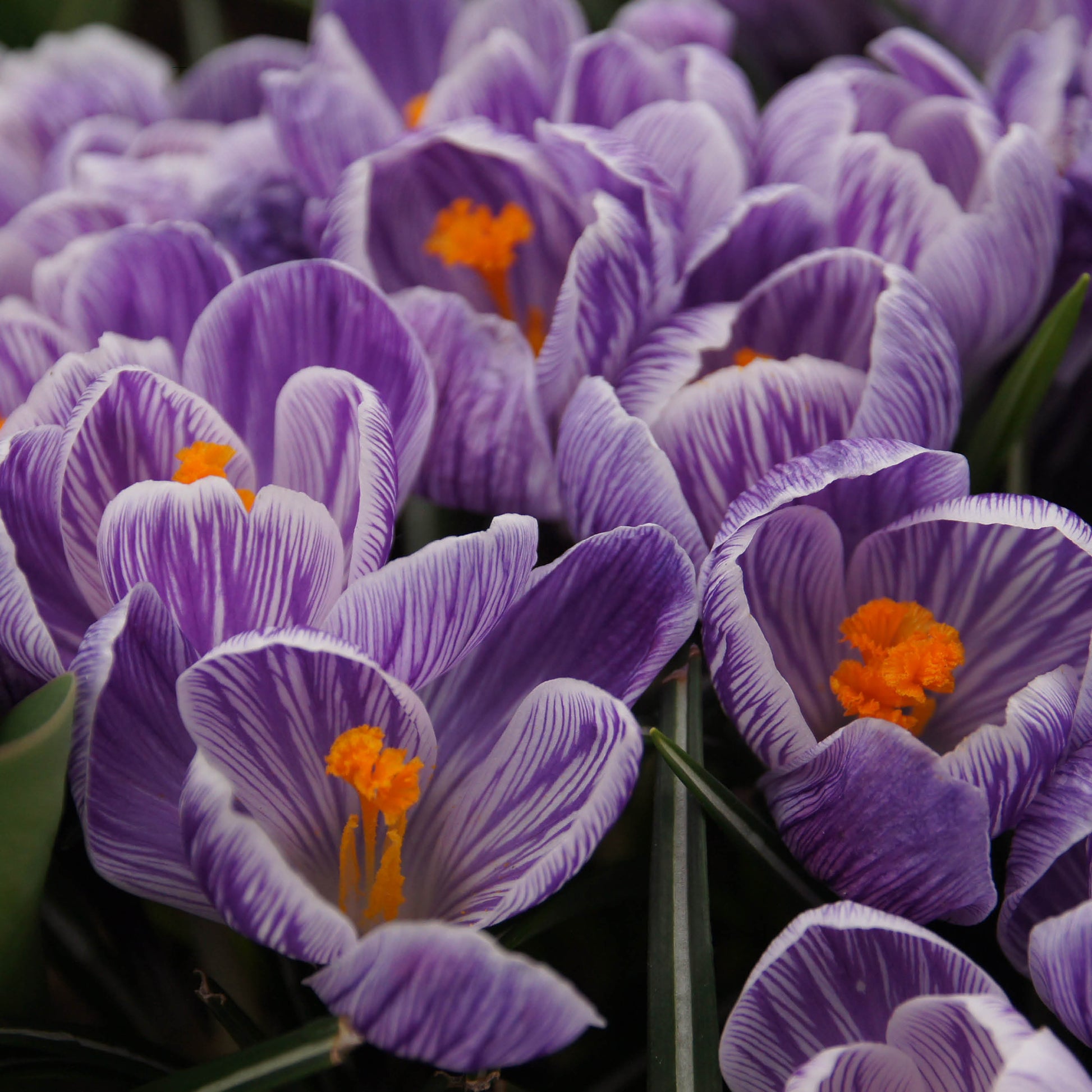 Crocus vernus 'Pickwick' - Königliche Gartenakademie