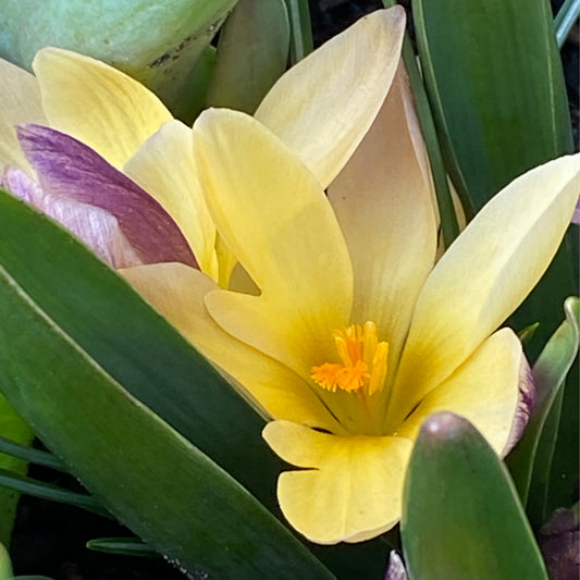 Crocus 'Advance' - Königliche Gartenakademie