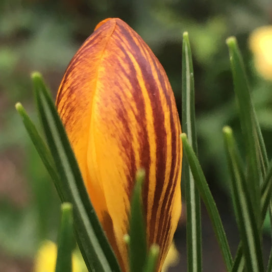 Crocus fuscotinctus - Königliche Gartenakademie