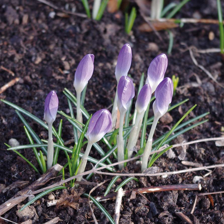 Crocus tommasinianus - Königliche Gartenakademie