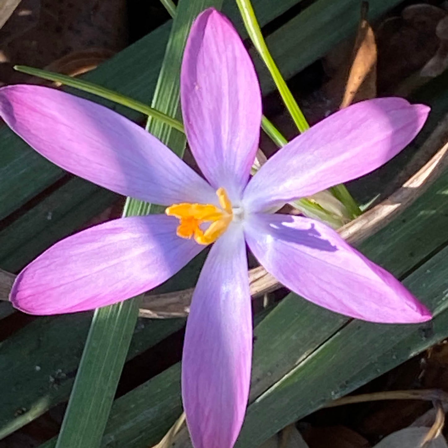 Der Crocus tommasinianus 'Roseus' Elfen-Krokus von der Königlichen Gartenakademie blüht mit sechs purpurrosa Blütenblättern und gelb-orangen Staubgefäßen inmitten von grünem Laub - ideal zum natürlichen Verwildern im Garten.