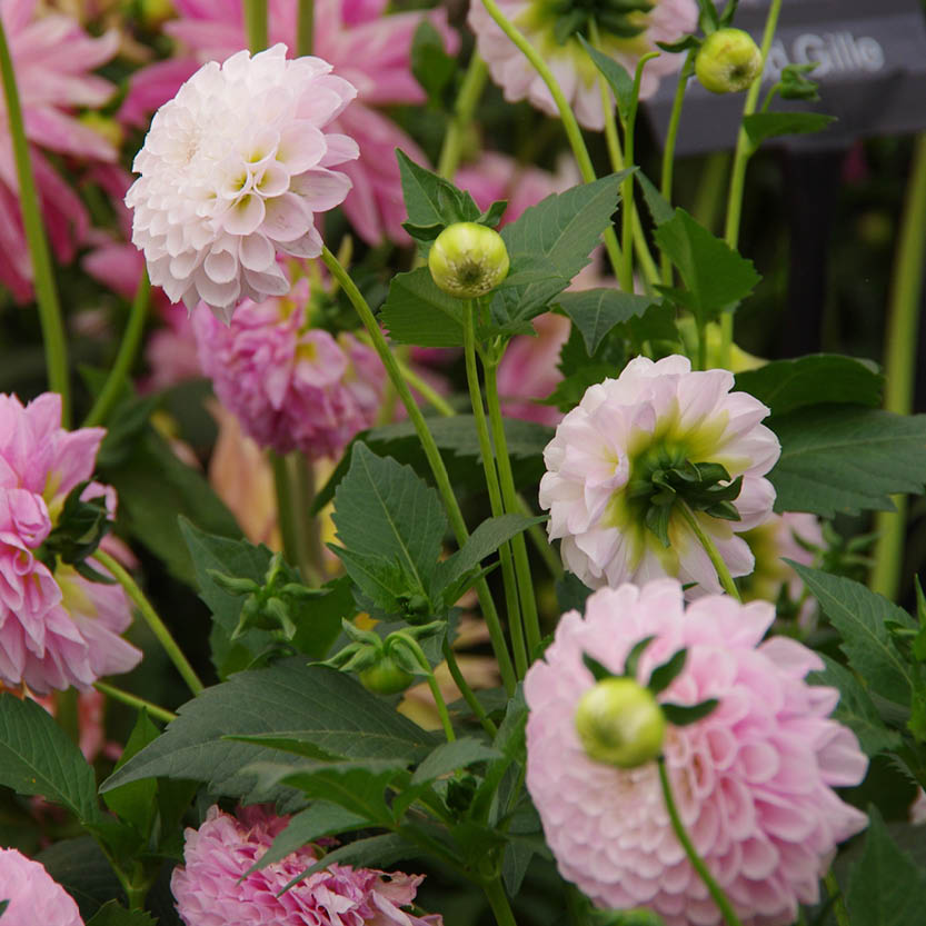 Dahlia - Stolz von Berlin - Königliche Gartenakademie