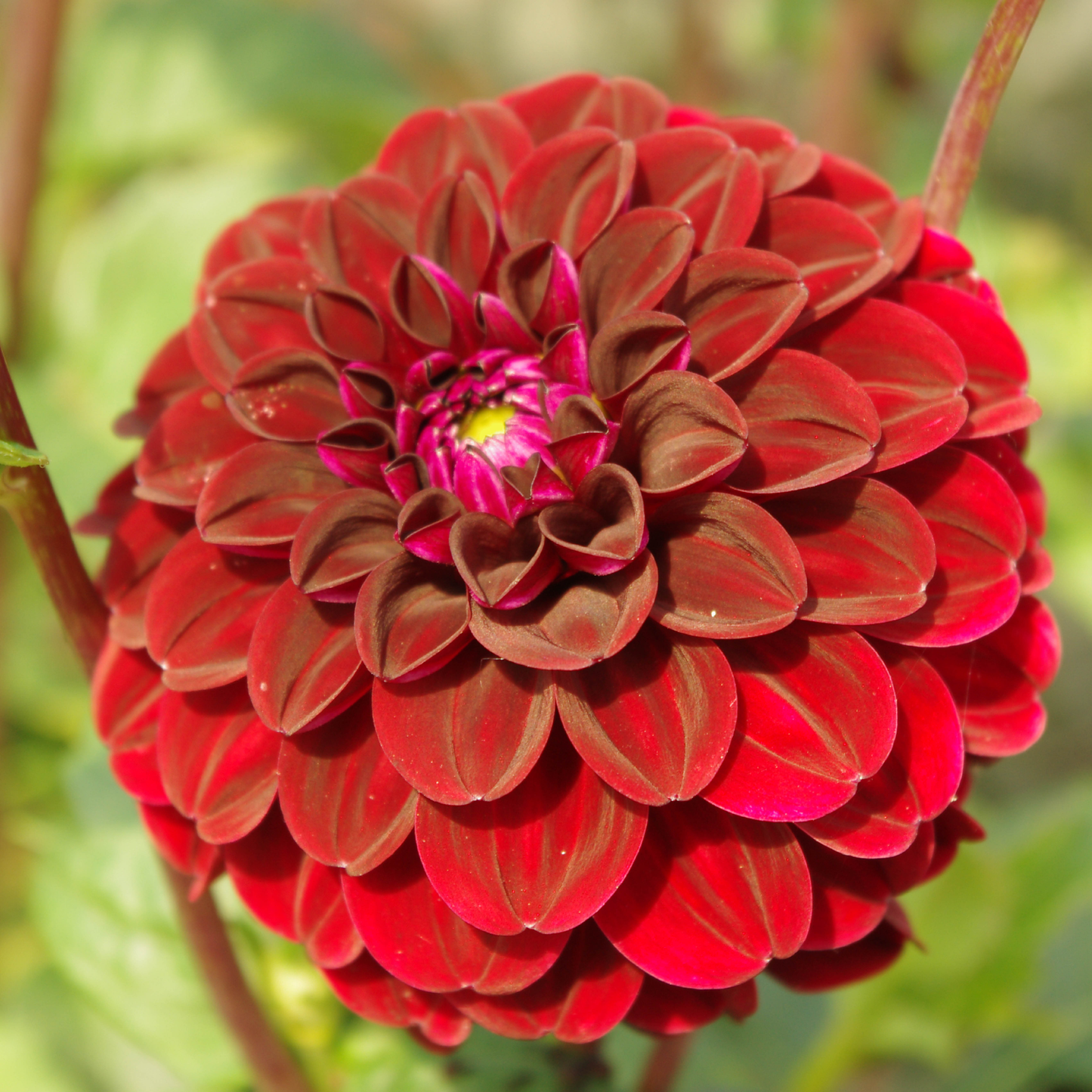 Dark Spirit - Königliche Gartenakademie