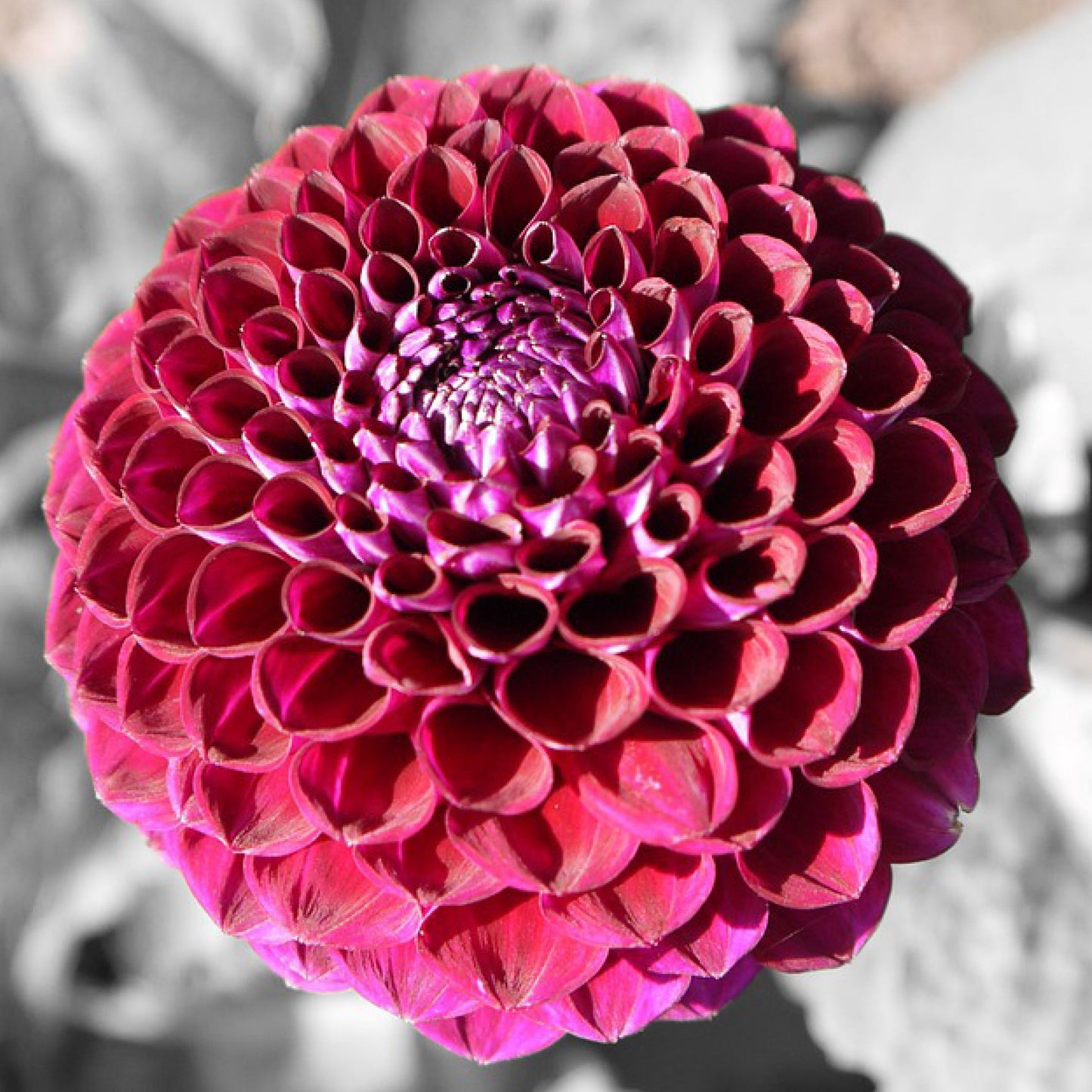 Downham Royal - Königliche Gartenakademie