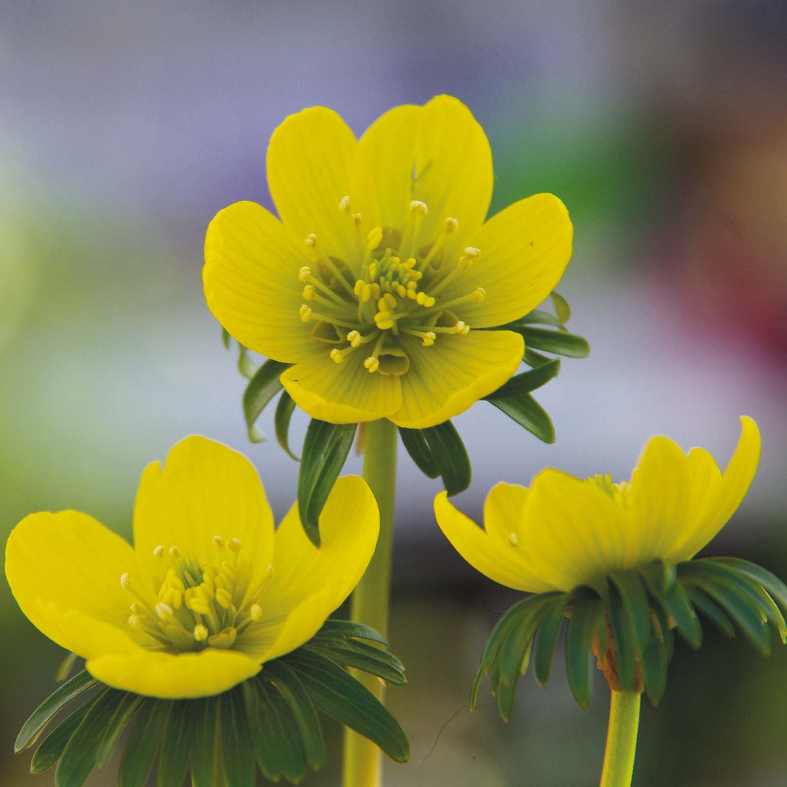 Eranthis hyemalis - Königliche Gartenakademie