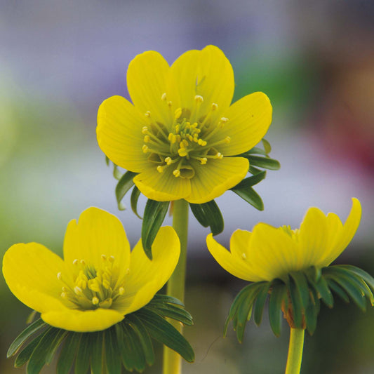 Eranthis hyemalis - Königliche Gartenakademie