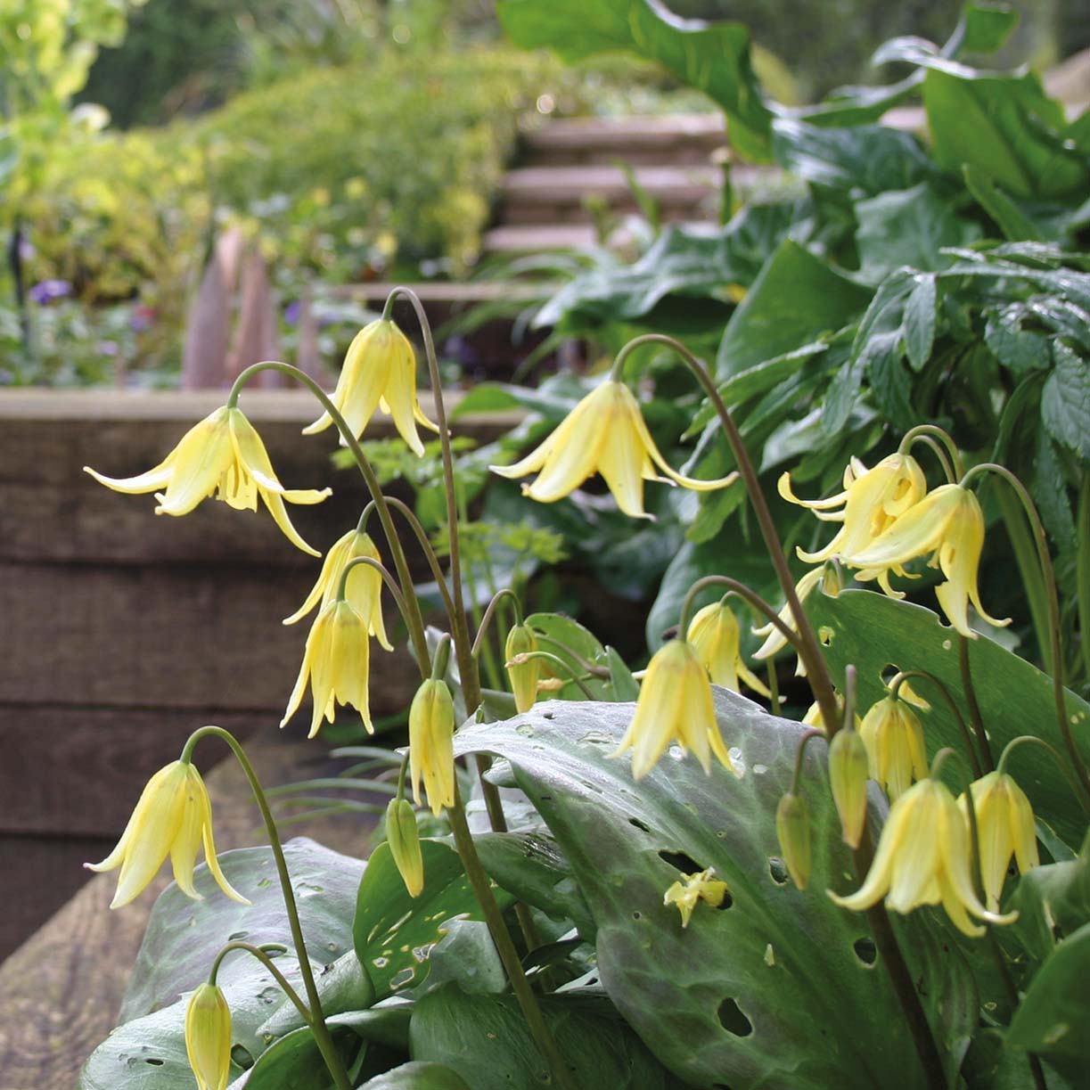 Erythronium 'Pagoda' - Königliche Gartenakademie