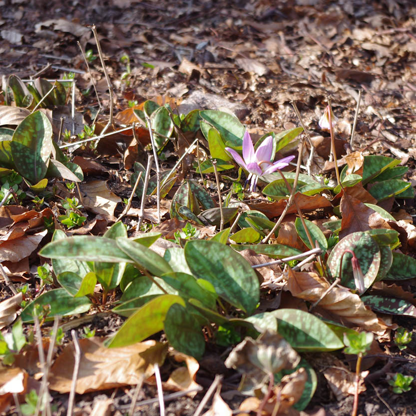Die Erythronium dens-canis 'Lilac Wonder' von Weijers zeigt ihre lila Blüte als Schattenschatz zwischen gefleckten, grünen Blättern und braunem Laub auf dem sonnendurchfluteten Waldboden.