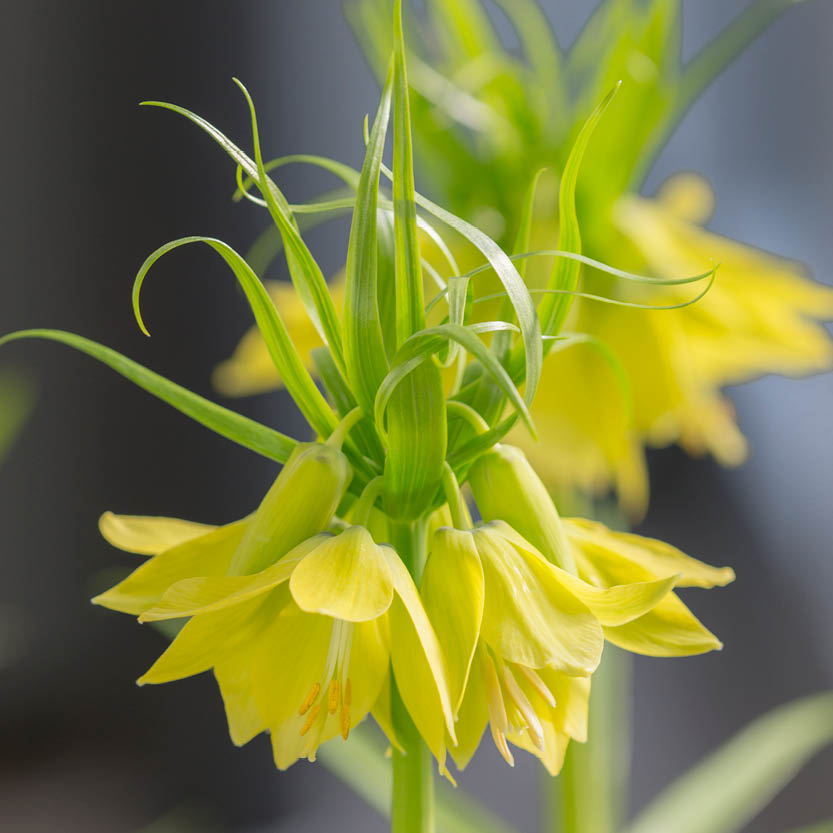 Nahaufnahme von zwei leuchtend gelben Fritillaria 'Early Passion' Gelbe Kaiserkrone aus der Königlichen Gartenakademie, mit gekräuselten grünen Blättern und spitzen Blütenblättern, blühend im März-April vor einem sanft verschwommenen Hintergrund.