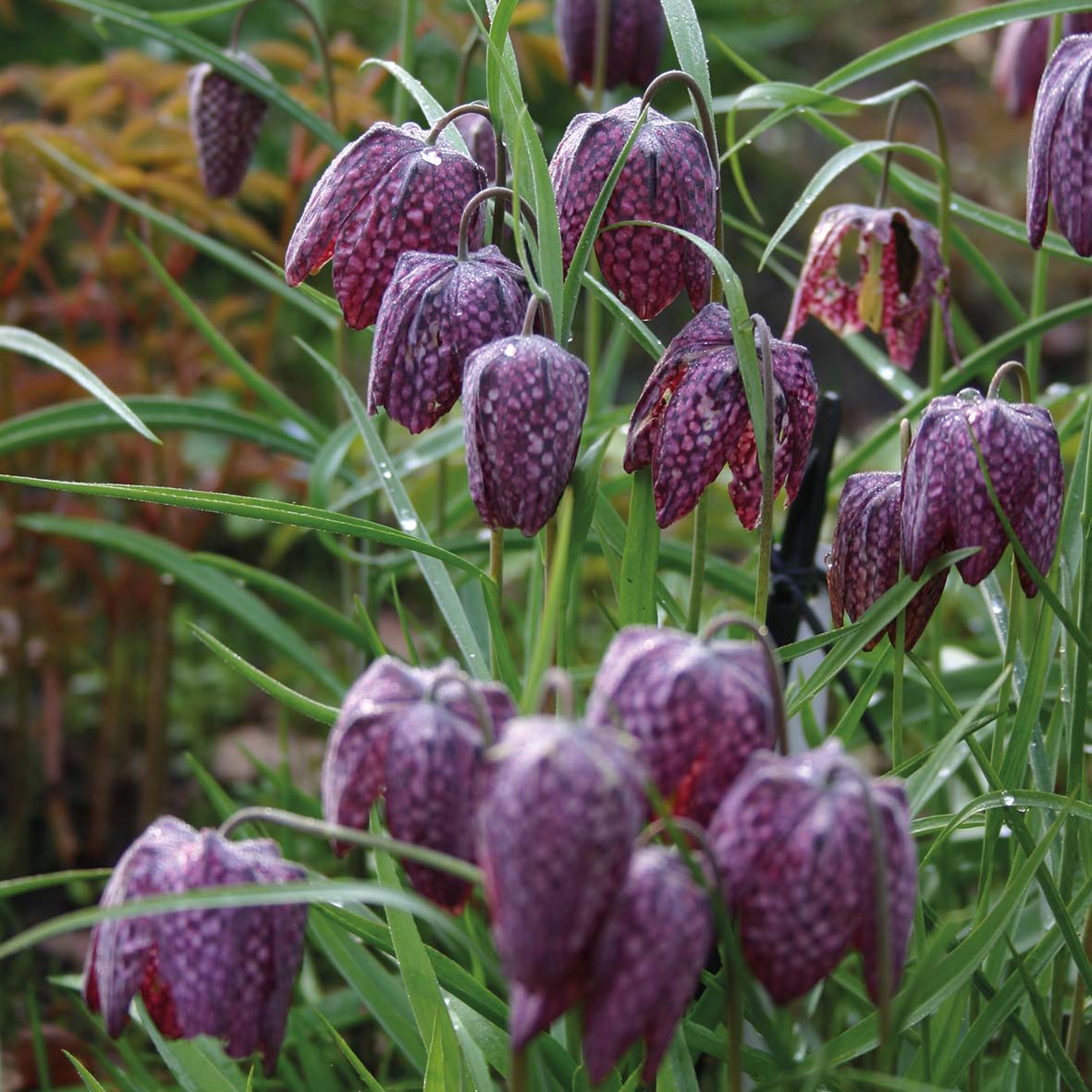 Fritillaria meleagris - Königliche Gartenakademie