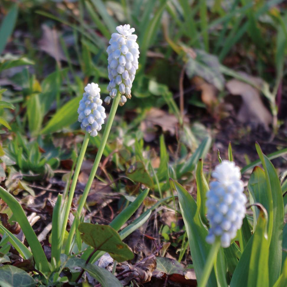 Muscari 'Valerie Finnis' - Königliche Gartenakademie