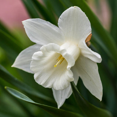 Narcissus Mount Hood - Königliche Gartenakademie
