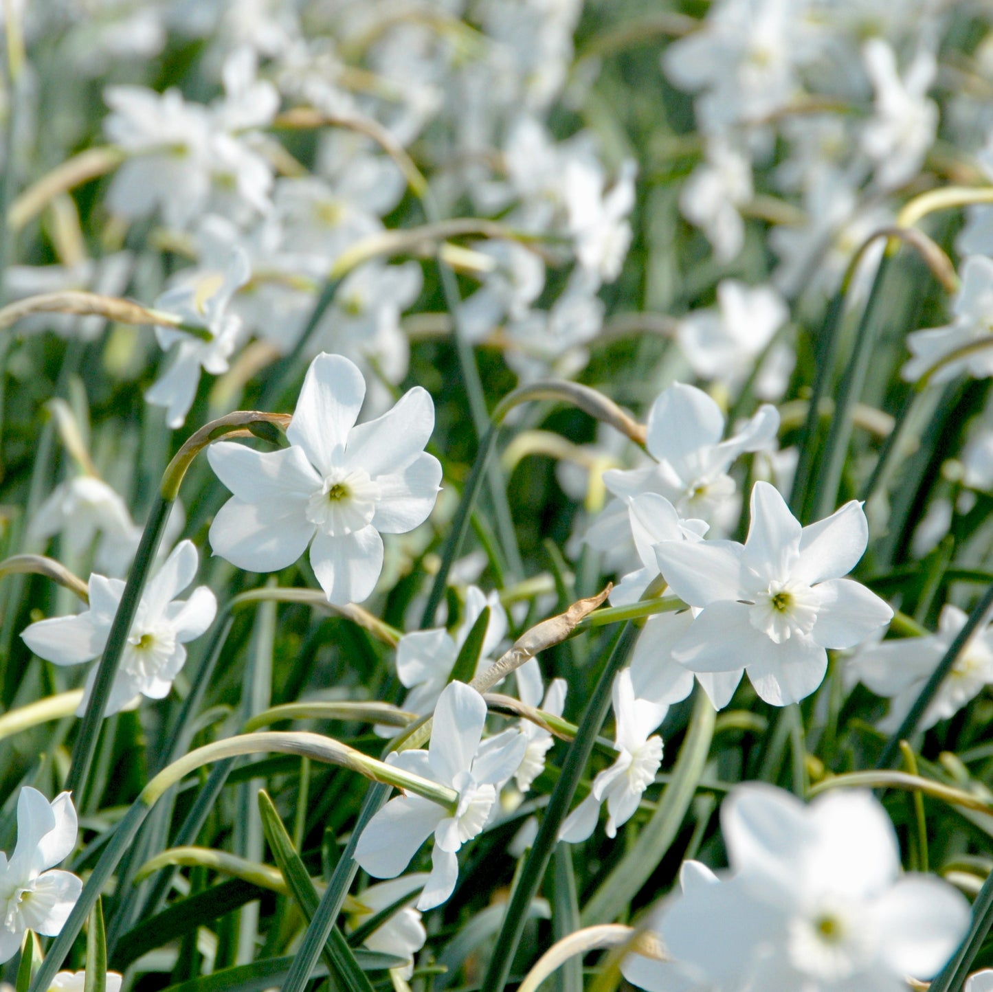Ein Feld von Weijers Narcissus 'Xit' weiße Miniatur Narzissen mit langen grünen Stielen und Blättern, die dicht beieinander im hellen Außenlicht blühen.