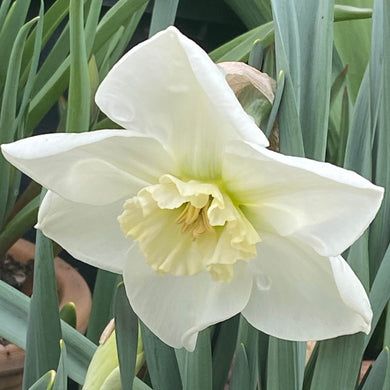Narcissus Falmouth Bay - Königliche Gartenakademie