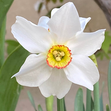 Narcissus poeticus recurvus - Königliche Gartenakademie