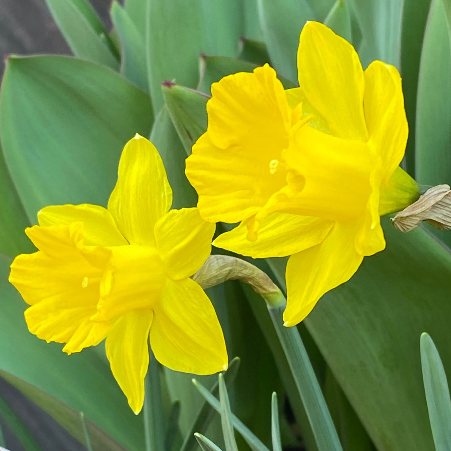 Narcissus pseudonarcissus obvallaris - Königliche Gartenakademie