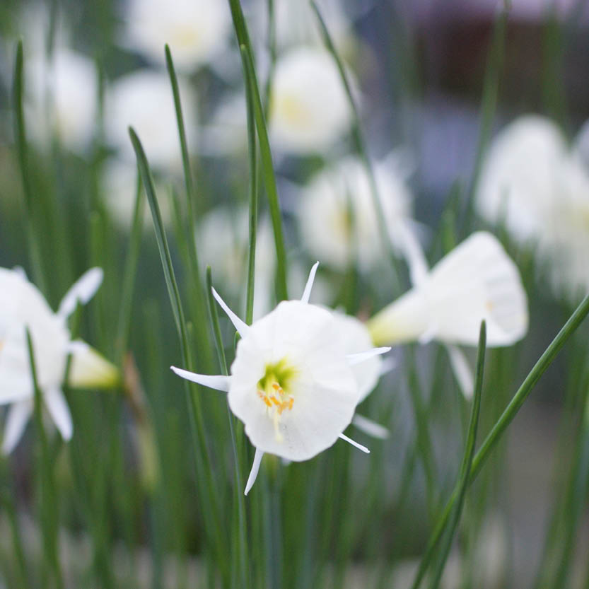 Nahaufnahme einer weißen Narzisse Spoirot Reifrock-Narzisse von Weijers in Blüte, mit schlanken grünen Blättern - perfekt für Kübel- oder Steingartenbepflanzungen; weitere Narzissen im Hintergrund zart verschwommen.