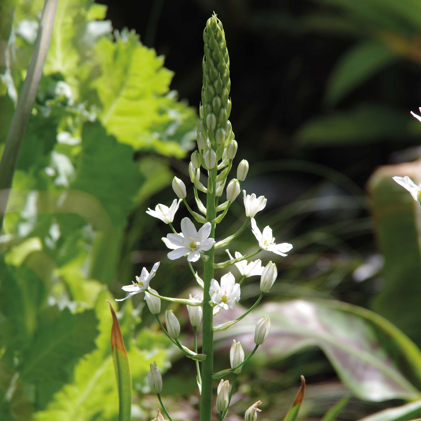 Ornithogalum ponticum 'Sochi' - Königliche Gartenakademie