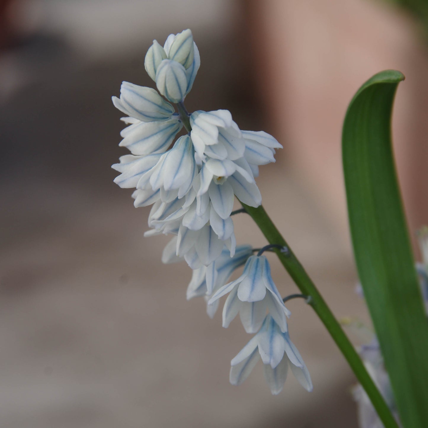 Puschkinia scilloides var. libanotica - Königliche Gartenakademie