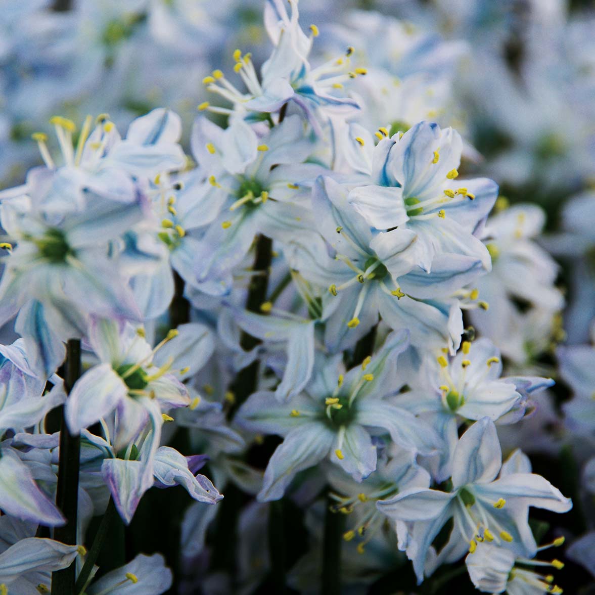 Scilla mischtschenkoana - Königliche Gartenakademie