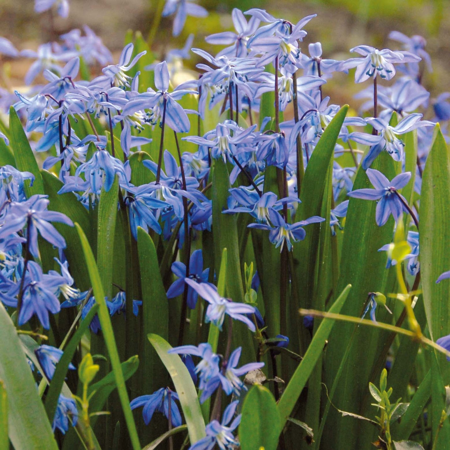 Scilla siberica - Königliche Gartenakademie