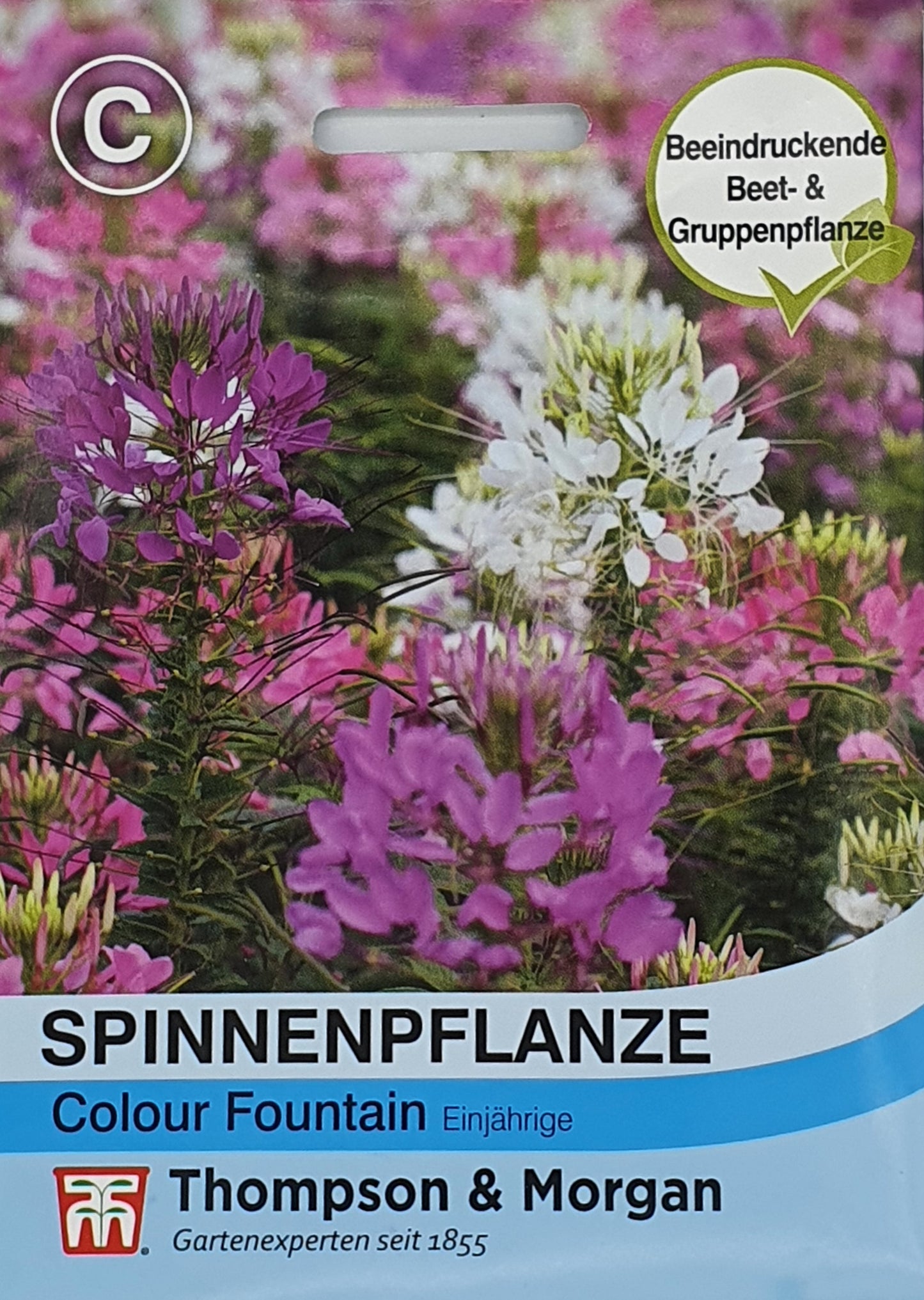 Spinnenpflanze Colour Fountain Mischung - Königliche Gartenakademie