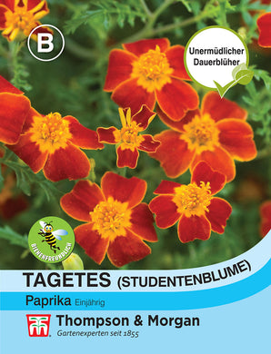 Tagetes (Studentenblume) Paprika - Königliche Gartenakademie