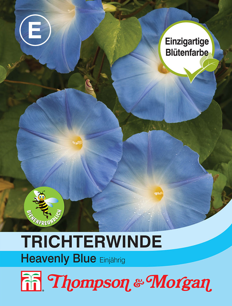 Trichterwinde Heavenly Blue - Königliche Gartenakademie