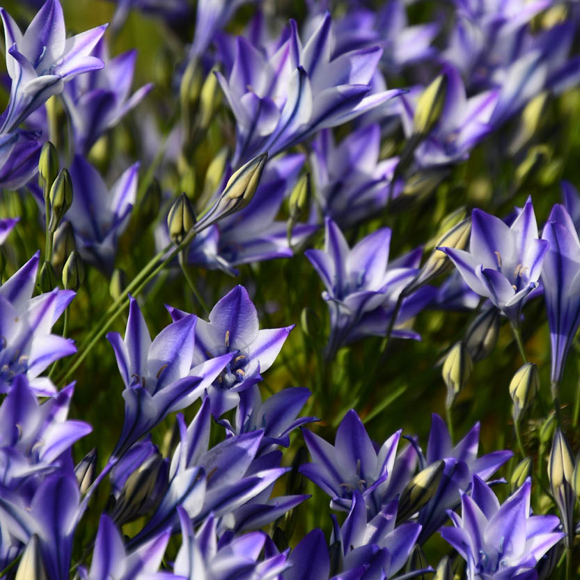 Triteleia Rudy - Königliche Gartenakademie