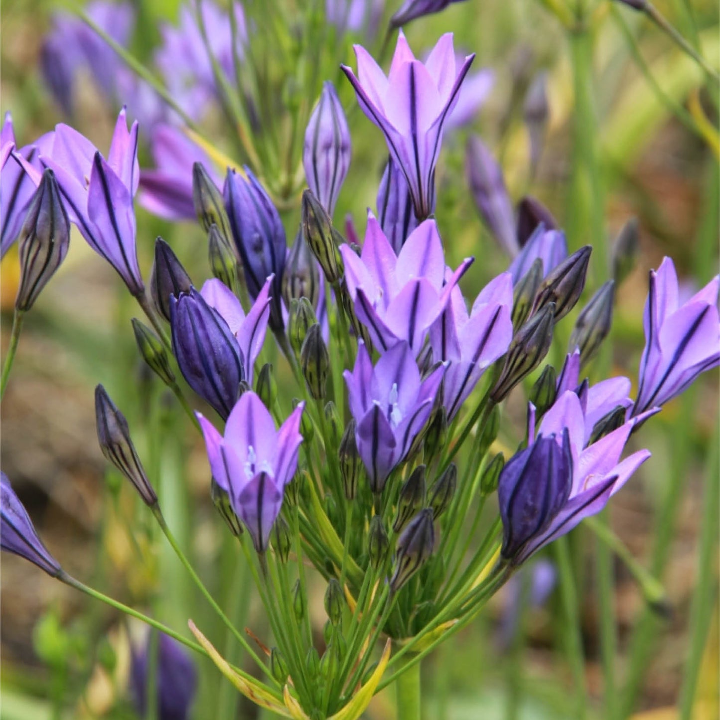 Eine Traube von Triteleia laxa 'Königin Fabiola' Frühlingsstern von Weijers zeigt trompetenförmige hellviolette Blüten und grüne Stiele, wobei einige Knospen geschlossen sind und andere sich in der Blütezeit 6-7 öffnen.