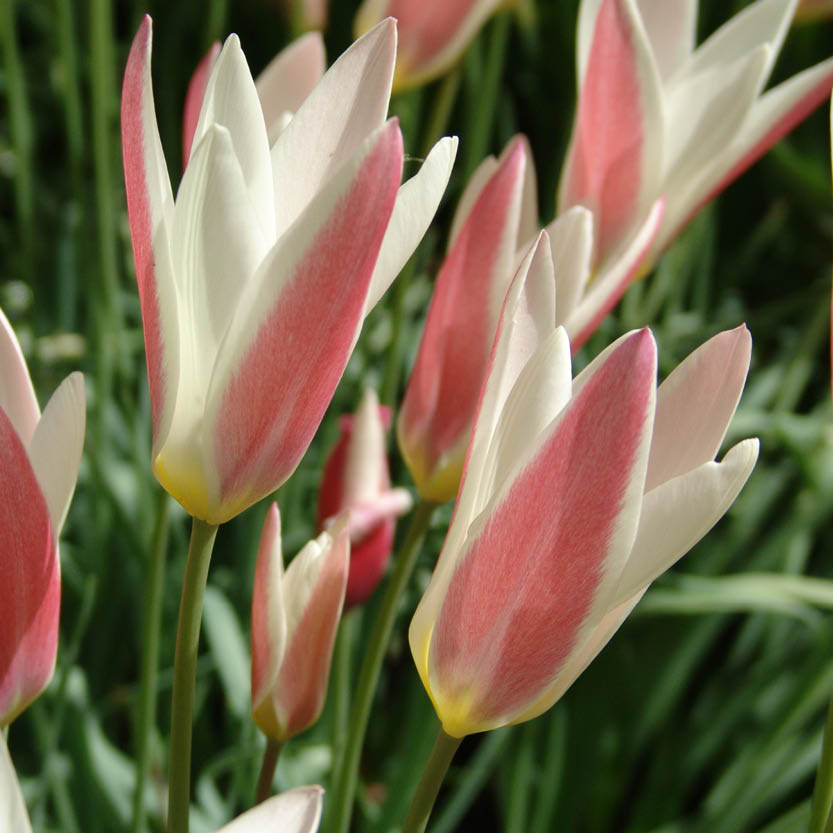 Nahaufnahme der Tulipa clusiana 'Lady Jane' Damen-Tulpe von der Königlichen Gartenakademie, mit weißen Blütenblättern mit magentafarbenem Rand zwischen grünen Blättern während ihrer Blütezeit April-Mai, vor einem Weichzeichner-Hintergrund.