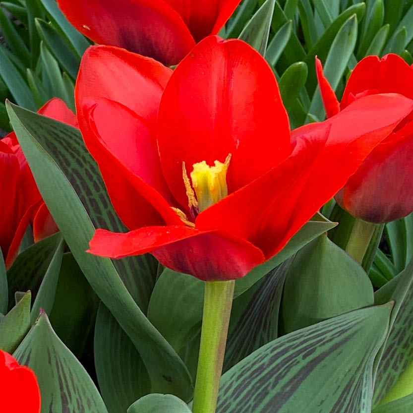 Eine Nahaufnahme der Tulipa Show Winner Kaufmanniana-Tulpe von Weijers in der Blütezeit (März-April), mit einer leuchtend roten Blüte mit gelber und schwarzer Mitte, umgeben von grünen Blättern mit dunklen Streifen.