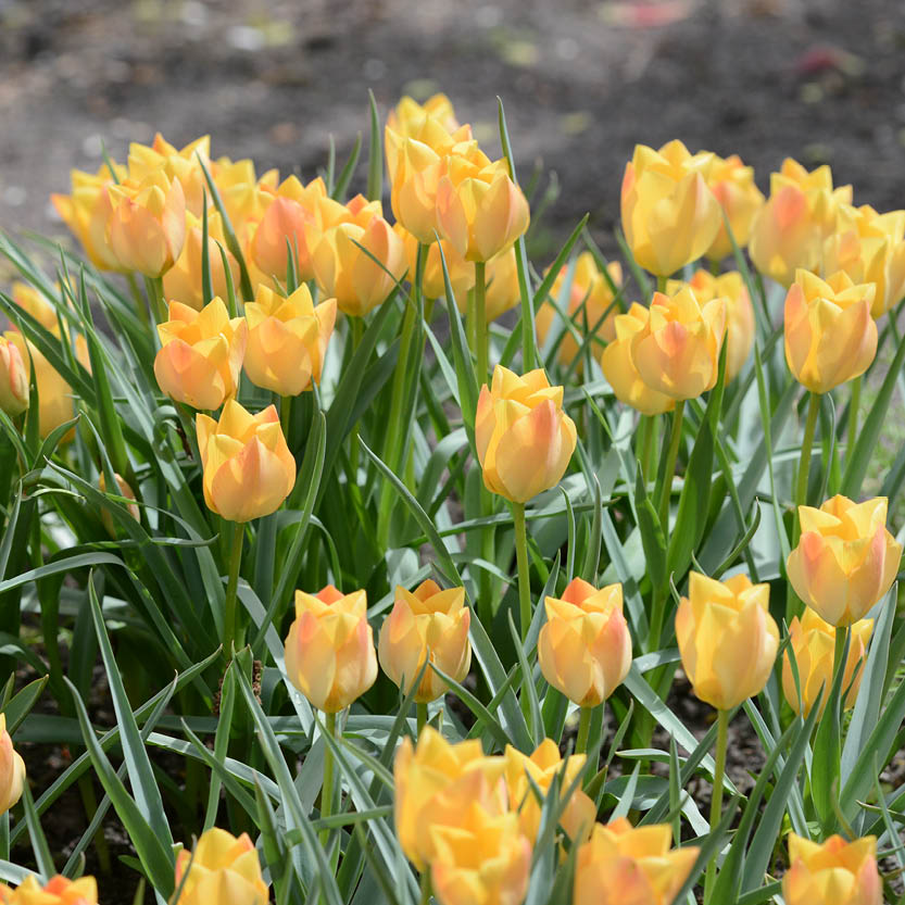 Ein Büschel KGA Tulipa batalinii Bright Gem Wildtulpe mit gelb-orangefarbenen Blüten wächst im Freien in einem Garten Kübel, umgeben von grünen Blättern und Stängeln mit sichtbarer Erde im Hintergrund.