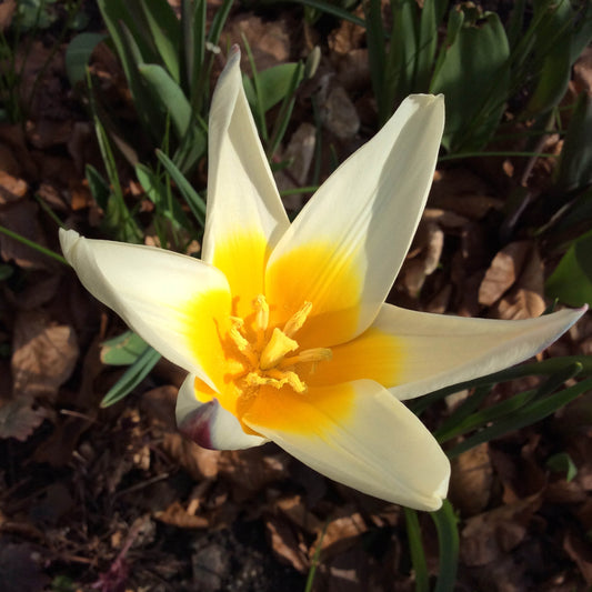 Tulipa Tarda - Königliche Gartenakademie