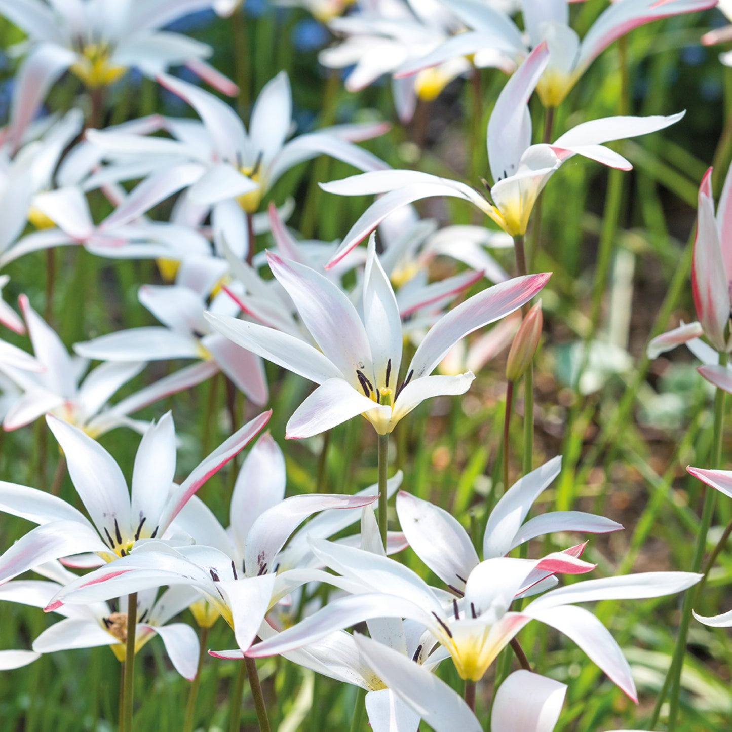 Tulipa clusiana 'Stellata' - Königliche Gartenakademie