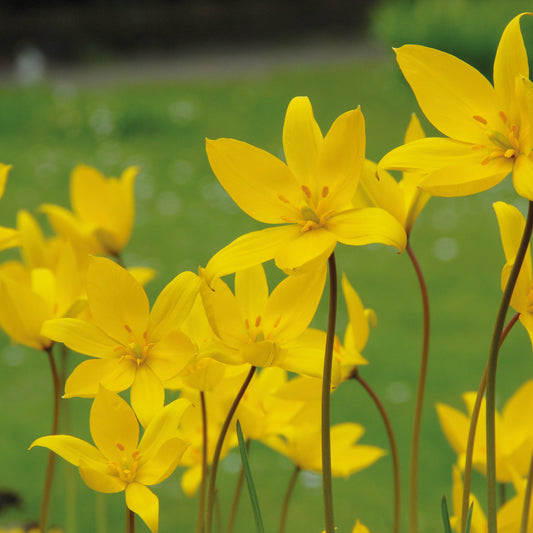 Tulipa sylvestris - Königliche Gartenakademie