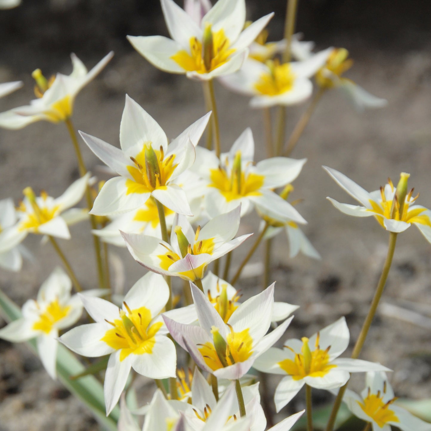 Tulipa turkestanica - Königliche Gartenakademie
