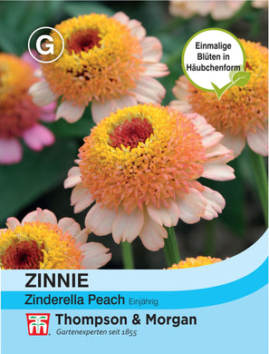 Zinnie Zinderella Peach - Königliche Gartenakademie