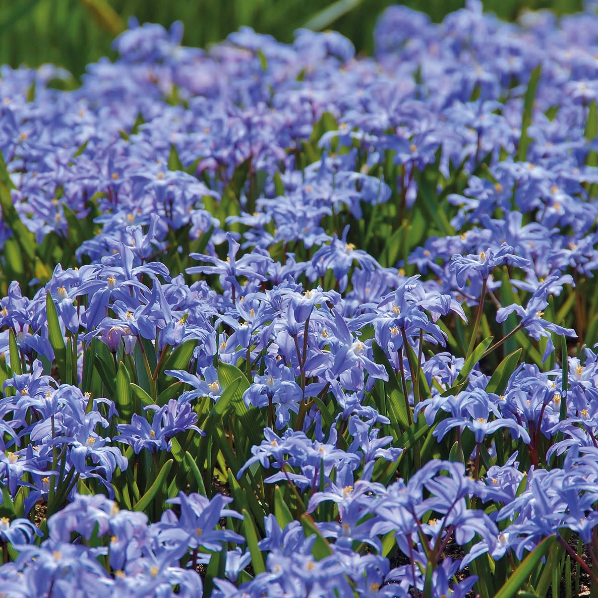 Chionodoxa luciliae - Königliche Gartenakademie
