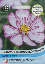 Lade das Bild in den Galerie-Viewer, Cosmos (Schmuckkörbchen) Sweet Sixteen - Königliche Gartenakademie
