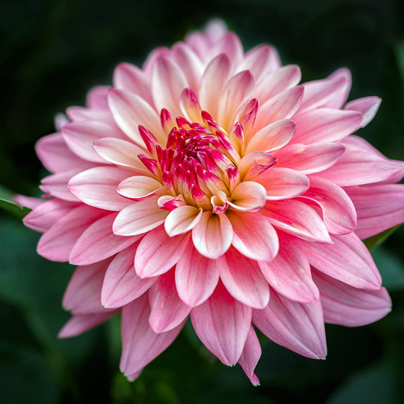 Eine Nahaufnahme der Weijers Dahlia 'Gerrie Hoeck' Seerosen Dahlie zeigt Schichten von spitzen Blütenblättern, die von einem tiefen Rosa in der Mitte zu einem blassen Rosa an den Rändern übergehen und diese auffällige Schnittblume vor einem dunkelgrünen, unscharfen Hintergrund zur Geltung bringen.