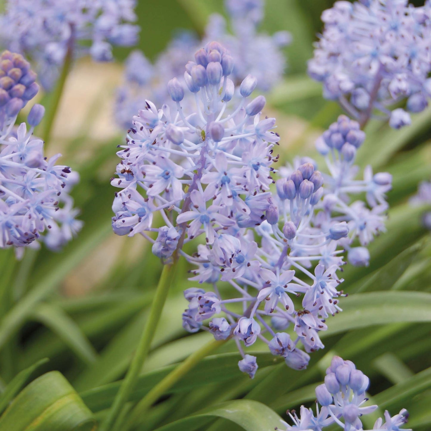 Scilla litardierie - Königliche Gartenakademie
