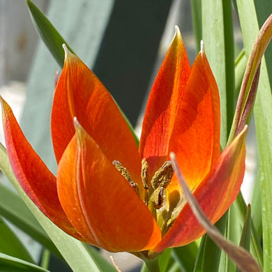 Tulipa whitallii - Königliche Gartenakademie